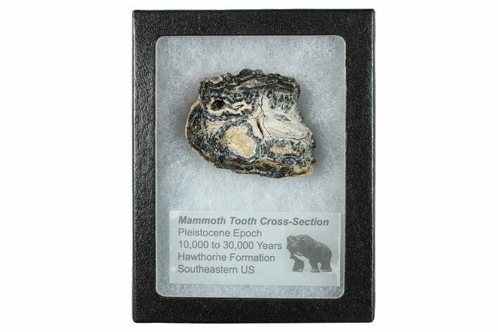 Mammoth Molar Slice With Case - South Carolina #291239